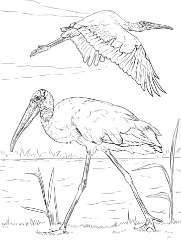 360x480 Wood Storks Coloring Page Free Printable Coloring Pages