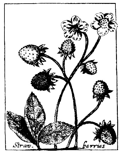 400x517 Botanical Black And White Line Drawing Strawberries