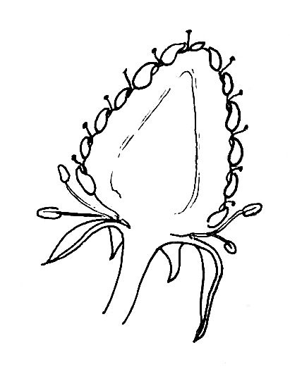 411x524 Immature Strawberry In Section. Biological Drawings Of Fruit