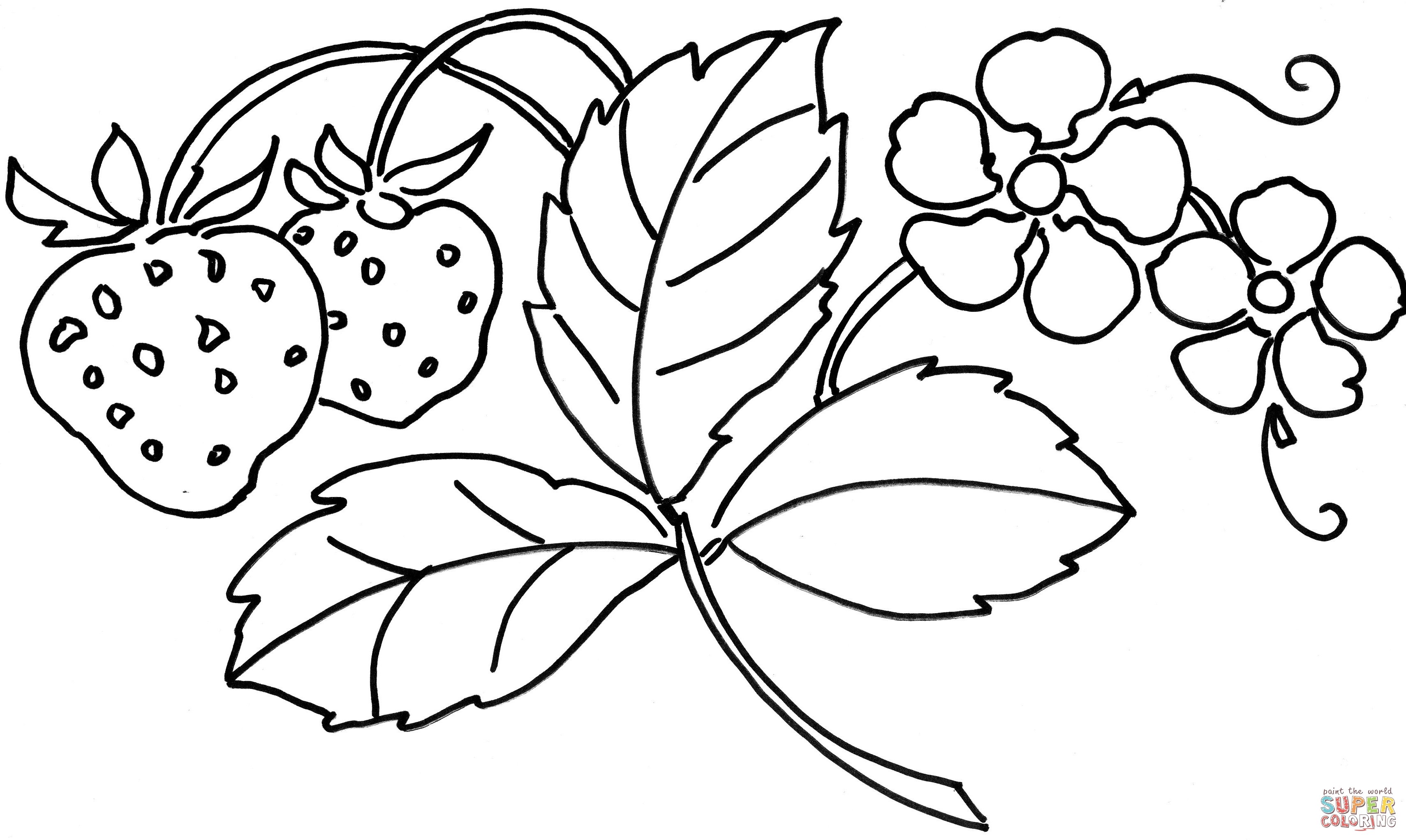 3420x2045 Pretty Flower Coloring Pages Inspirational Strawberry Flower
