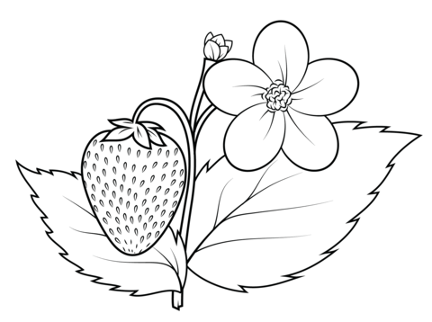 480x358 Strawberry Plant Coloring Page Free Printable Coloring Pages