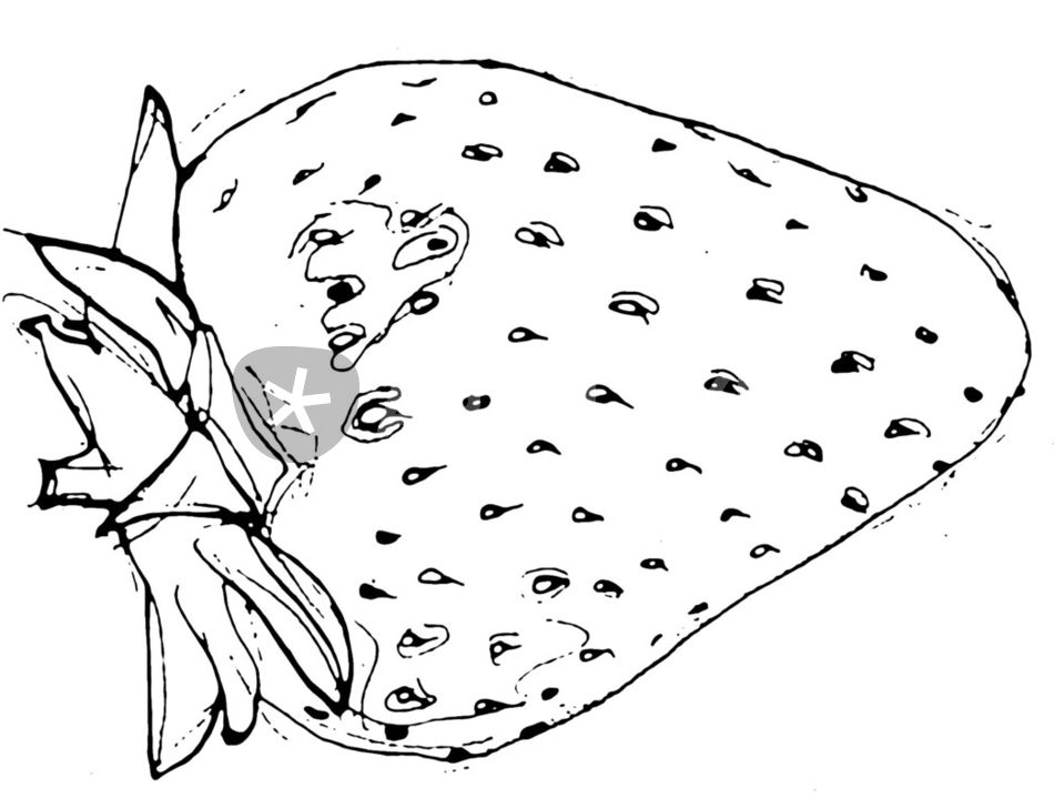 950x728 Strawberry Drawing Art Prints And Posters By C Lee