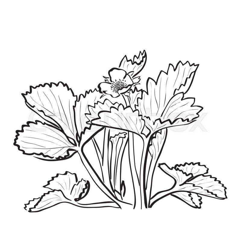 800x800 Sketch Strawberry Bush With Flower. Ink Drawing Imitation, Outline
