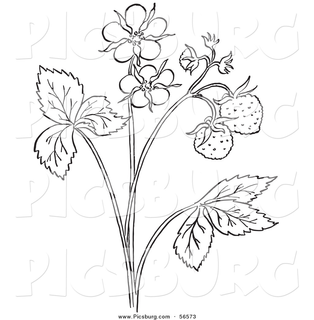 1024x1044 Line Drawing