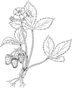 236x287 How To Draw A Strawberry Botanical Illustration