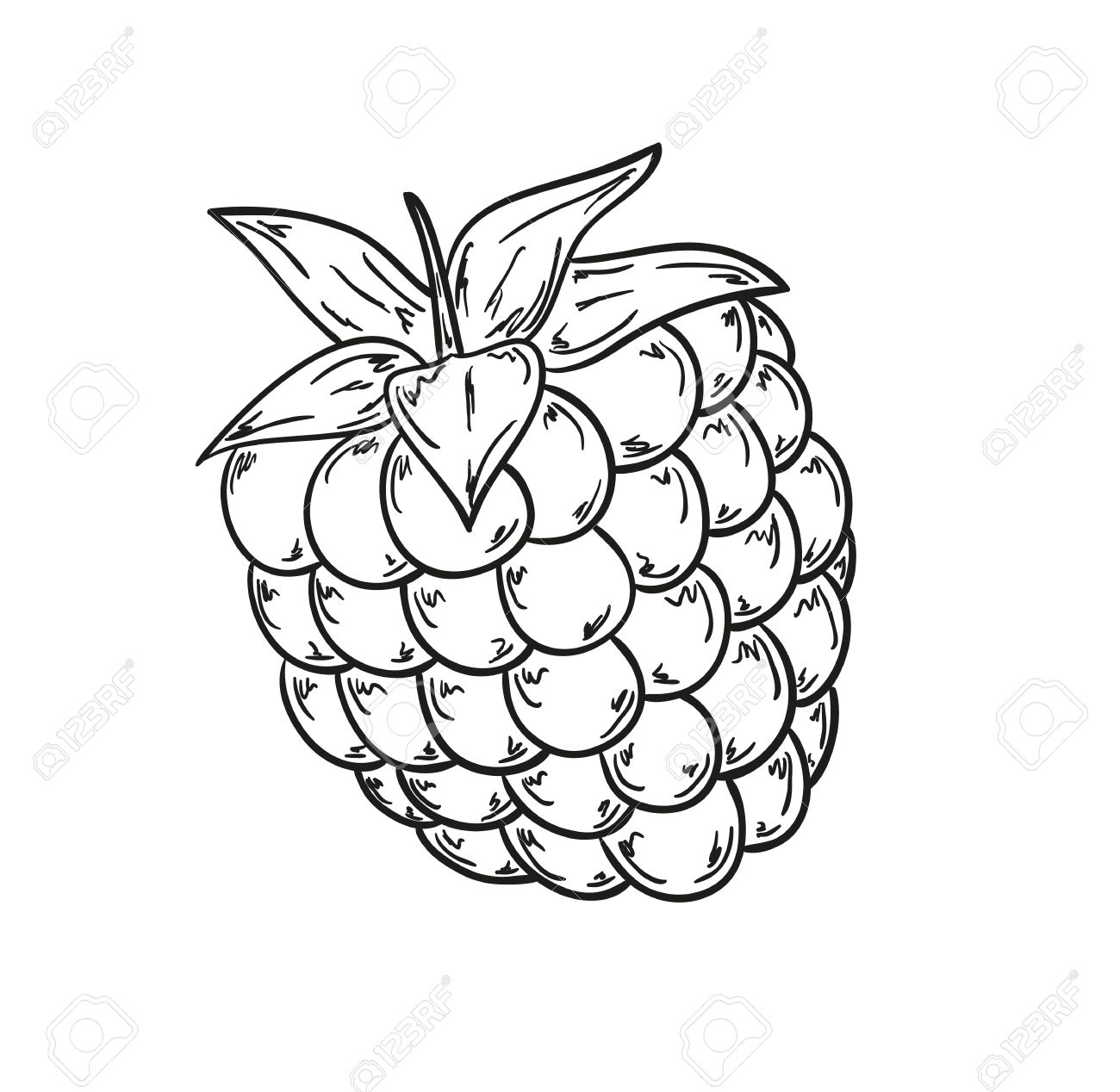 1300x1268 Sketch Of The Raspberry On White Background Royalty Free Cliparts