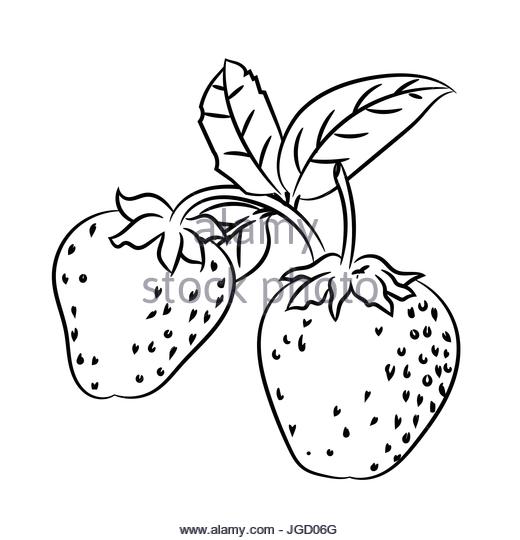520x540 Strawberry Hand Drawn Stock Photos Amp Strawberry Hand Drawn Stock