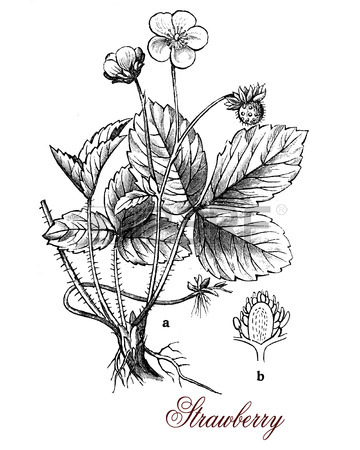 360x450 Illustrated Strawberry Stock Photos. Royalty Free Illustrated