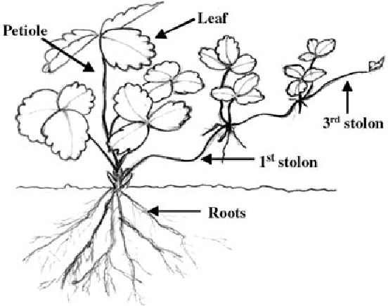 552x436 Natural Occurrence Of Azospirillum Brasilense In Strawberry Plants