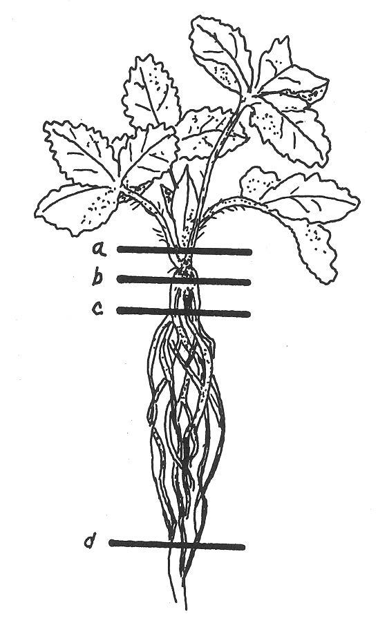 560x902 Strawberries