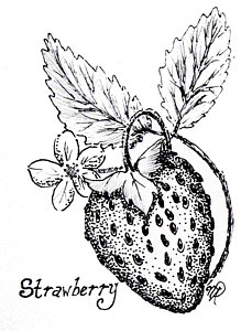 229x300 Strawberry Drawings