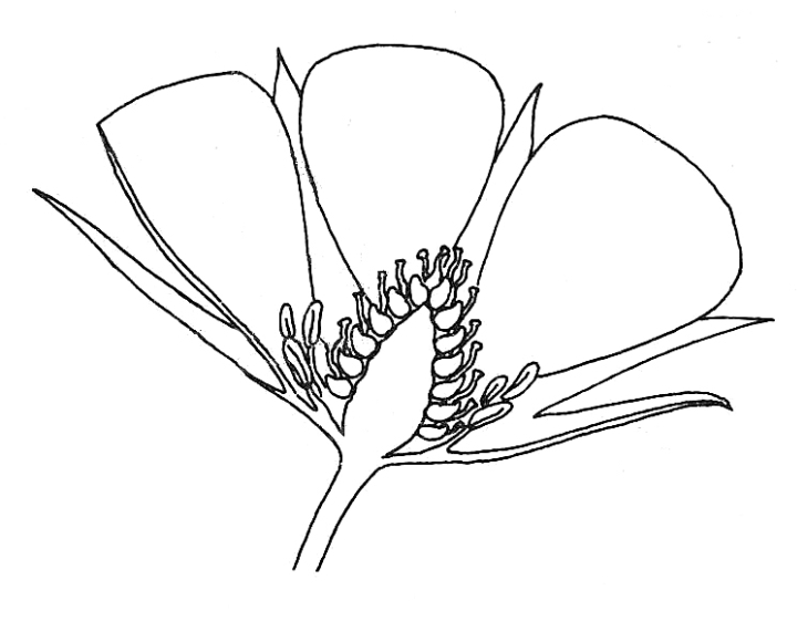 730x561 Strawberry Half Flower. Biological Drawings Of Fruit Formation