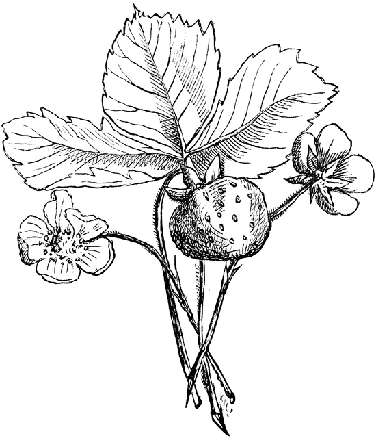 550x640 Strawberry Plant Clipart Etc