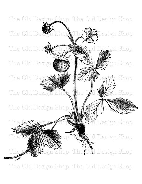 570x738 Strawberry Plant Printable Botanical Vintage Clip Art Digital