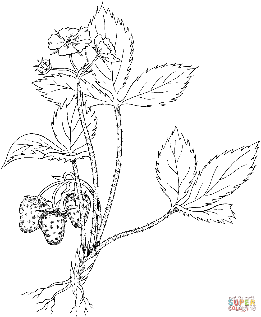 1101x1341 Strawberry Plant Coloring Page Free Printable Coloring Pages