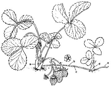 360x287 Aces Publications Commercial Production Strawberry Anr 0633