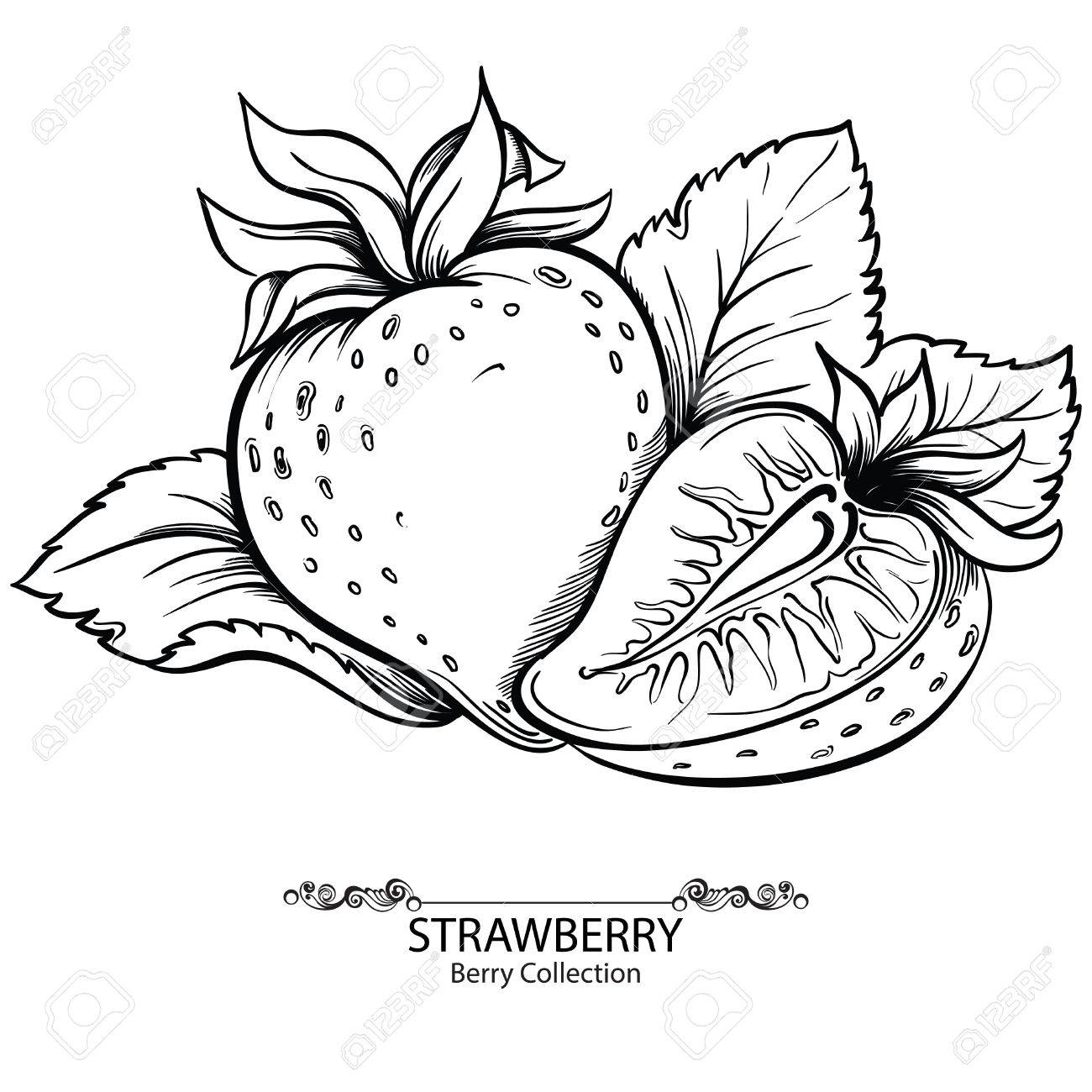 1300x1300 Strawberry. Vector Illustration Of Ink Hand Drawn Berry Royalty