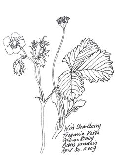 236x324 Wild Strawberry (Coastal Strawberry). Lala Ragimov Watercolour