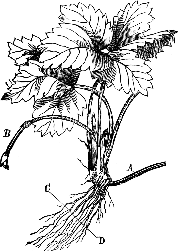 727x1024 Young Strawberry Plant Clipart Etc