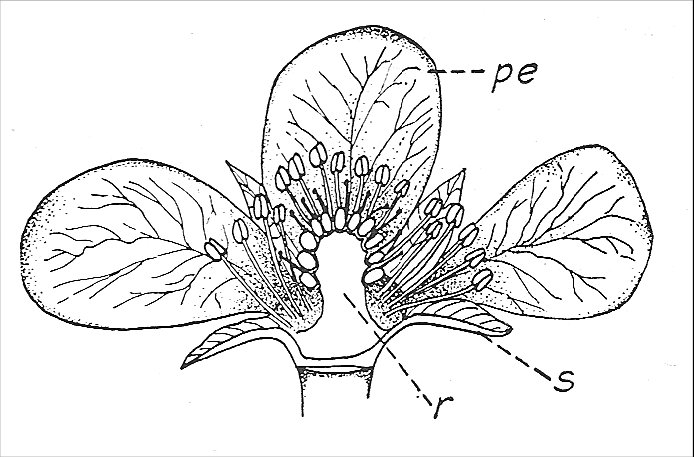 694x457 Botany Professor Why Are The Seeds On The Outside Of A Strawberry