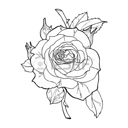 450x450 Rose Bird Strawberry Vintage Tattoo Ornament Royalty Free Cliparts