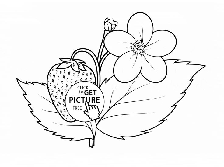 736x549 39 Best Strawberries Images On Strawberry Fruit