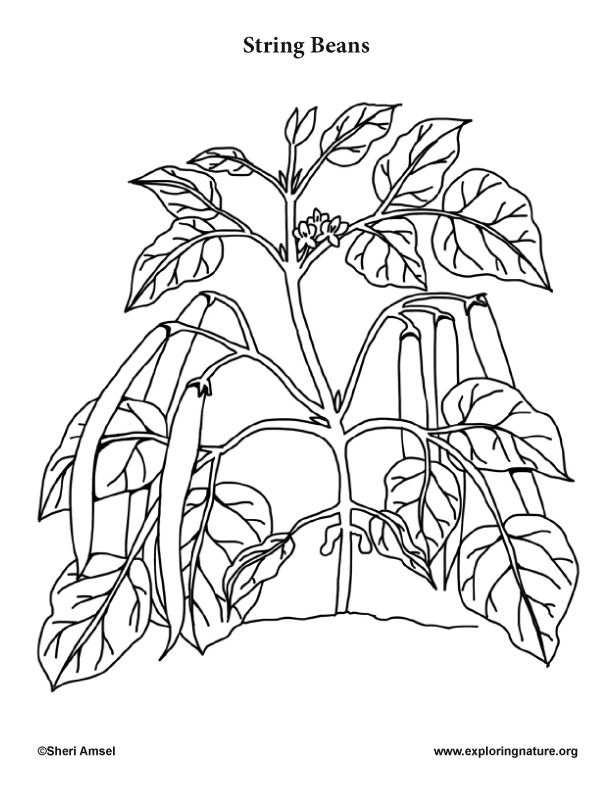 612x792 Garden Vegetables Coloring Pages (10)