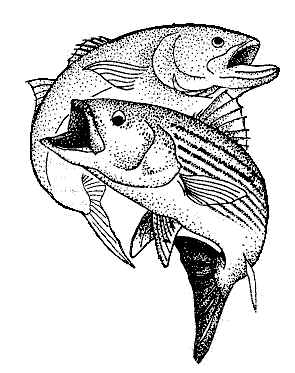 295x373 Fishing Contest Entry Form