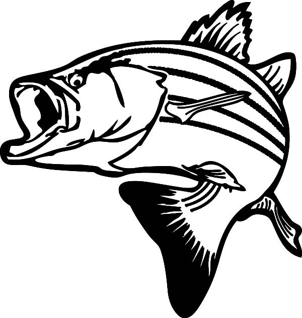 Striped Bass Drawing at GetDrawings | Free download