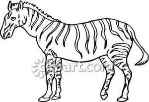 300x207 Lovely Design Zebra Outline Clipart Clipartsgram Com Template