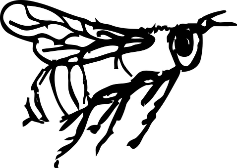 478x340 Stripes, Animals