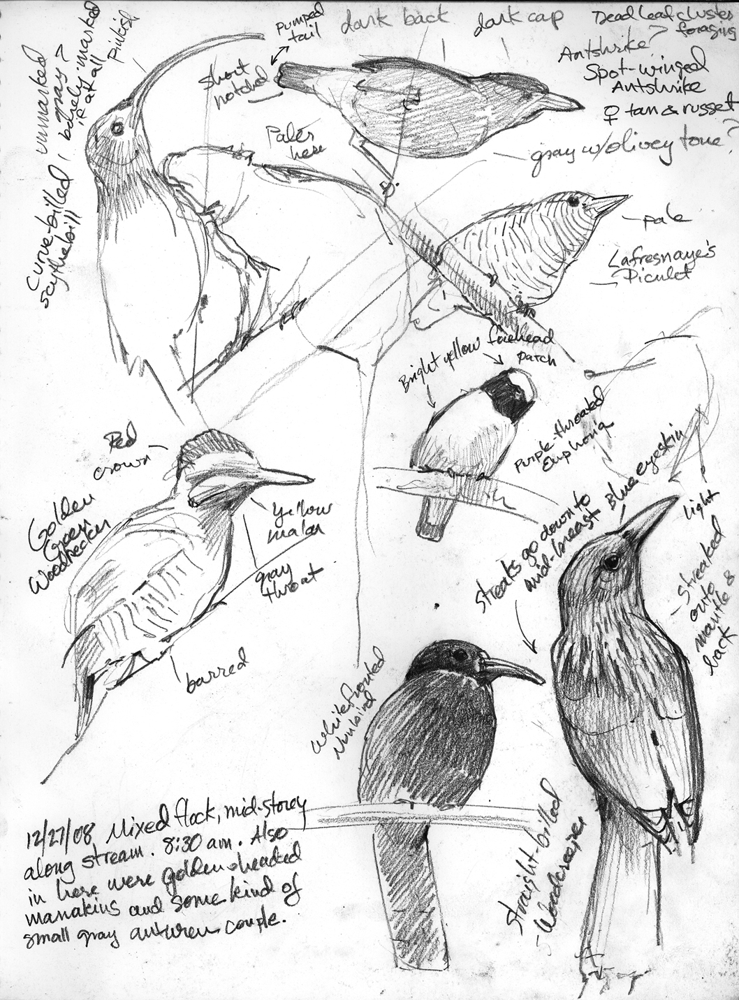 1058x1432 Drawing The Motmot