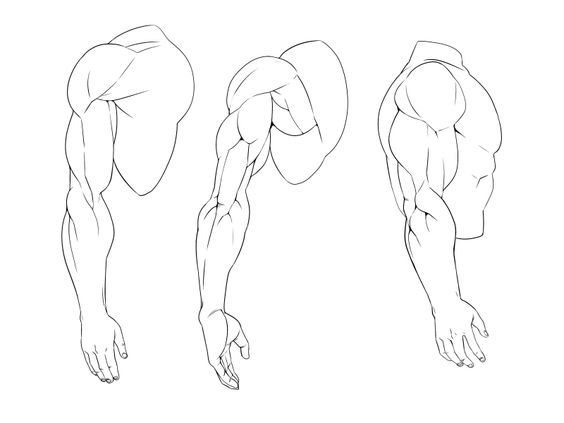 564x423 51 Best Anatomy Images On Drawing Techniques, Art