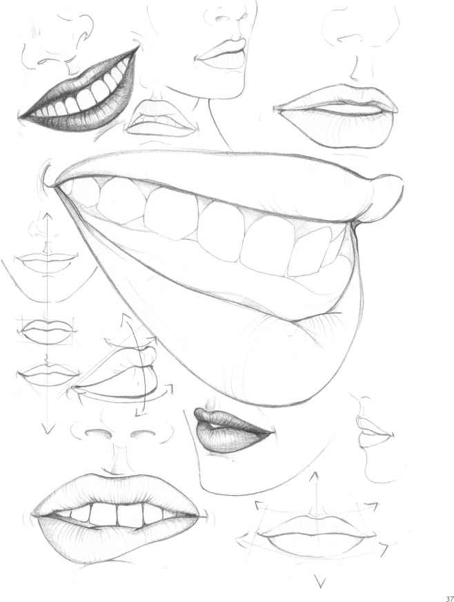658x872 The Mouth Analysis And Structure