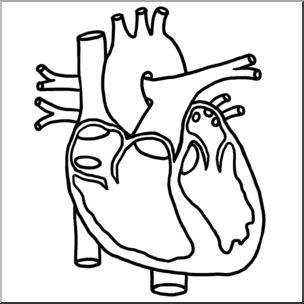 304x304 Clip Art Human Heart Cross Section Bampw Blank Abcteach My Body