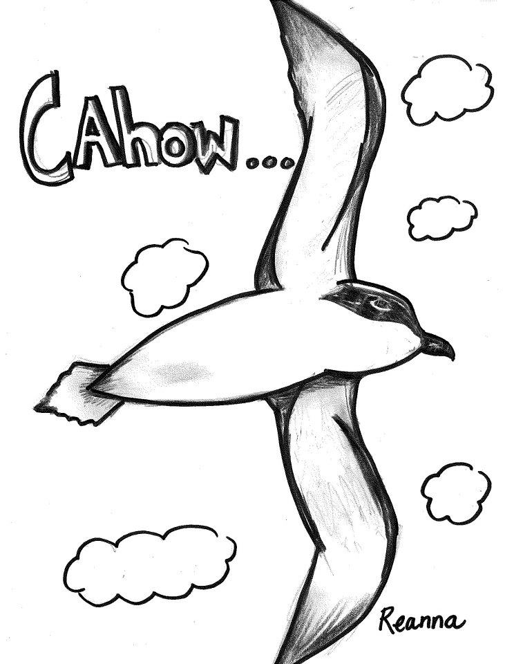 744x960 Bermuda Cahow Drawings Students (2)