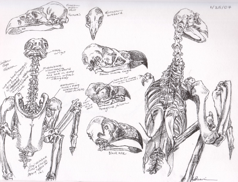 800x613 Birds Of Prey Skeleton Study By Sketchbook Dreams