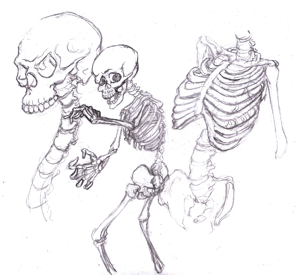 1000x927 Drawn Skeleton Stylized