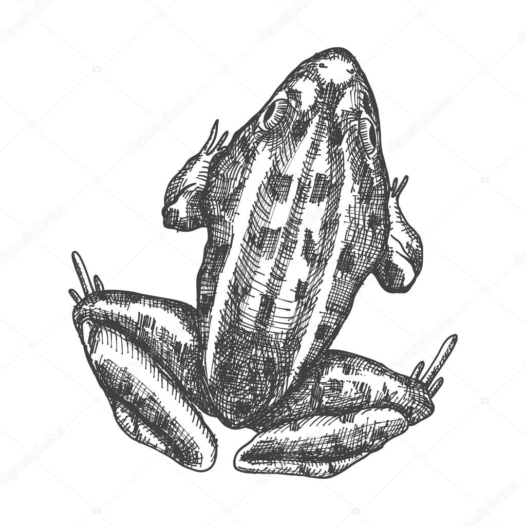 1024x1024 Frog Sketch, Stylized Drawing Stock Vector Goldenshrimp