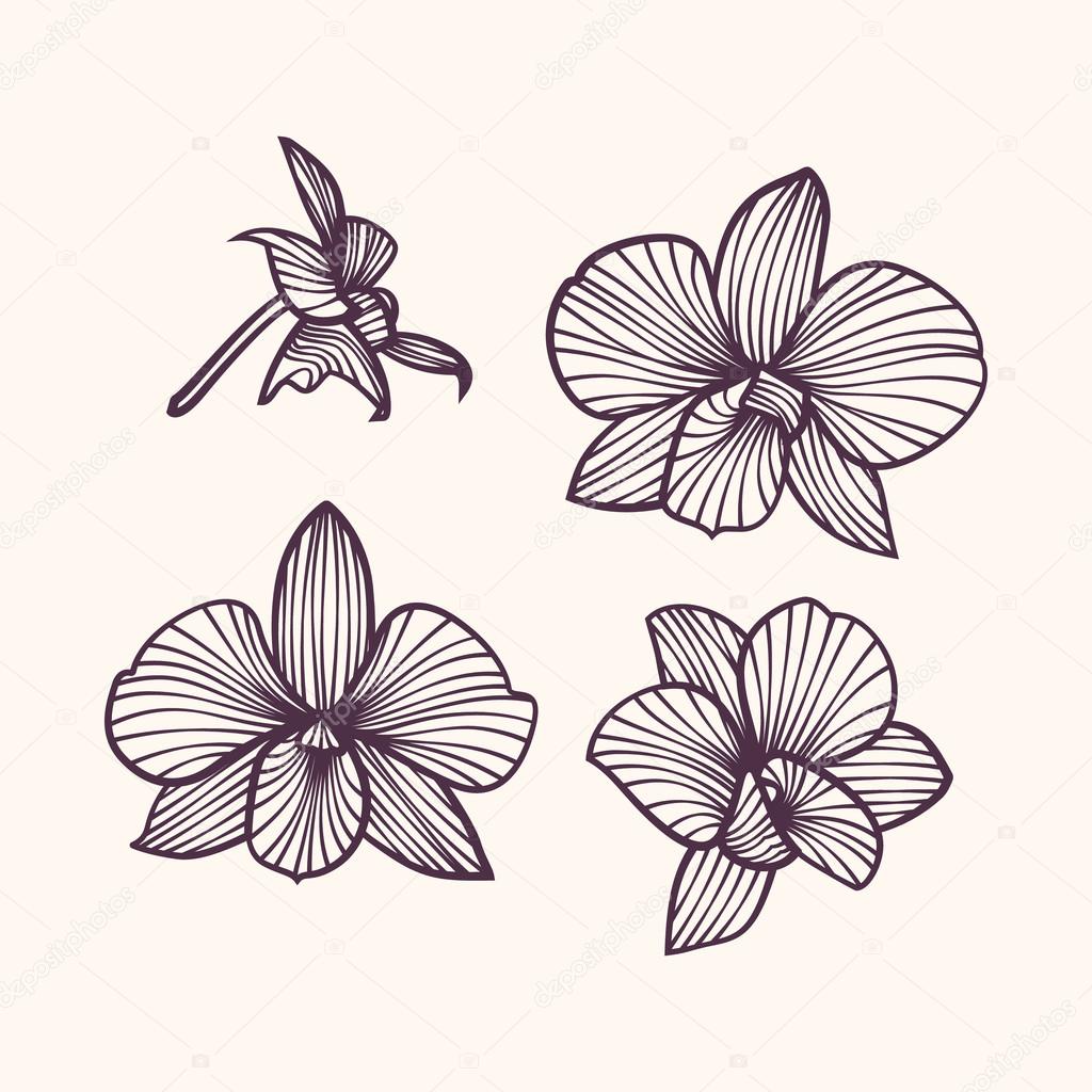 1024x1024 Stylized Drawing Orchids. Pattern Of Orchids. Set Of Vector