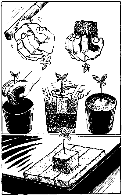 400x638 Marijuana Growing Help Chapter 19