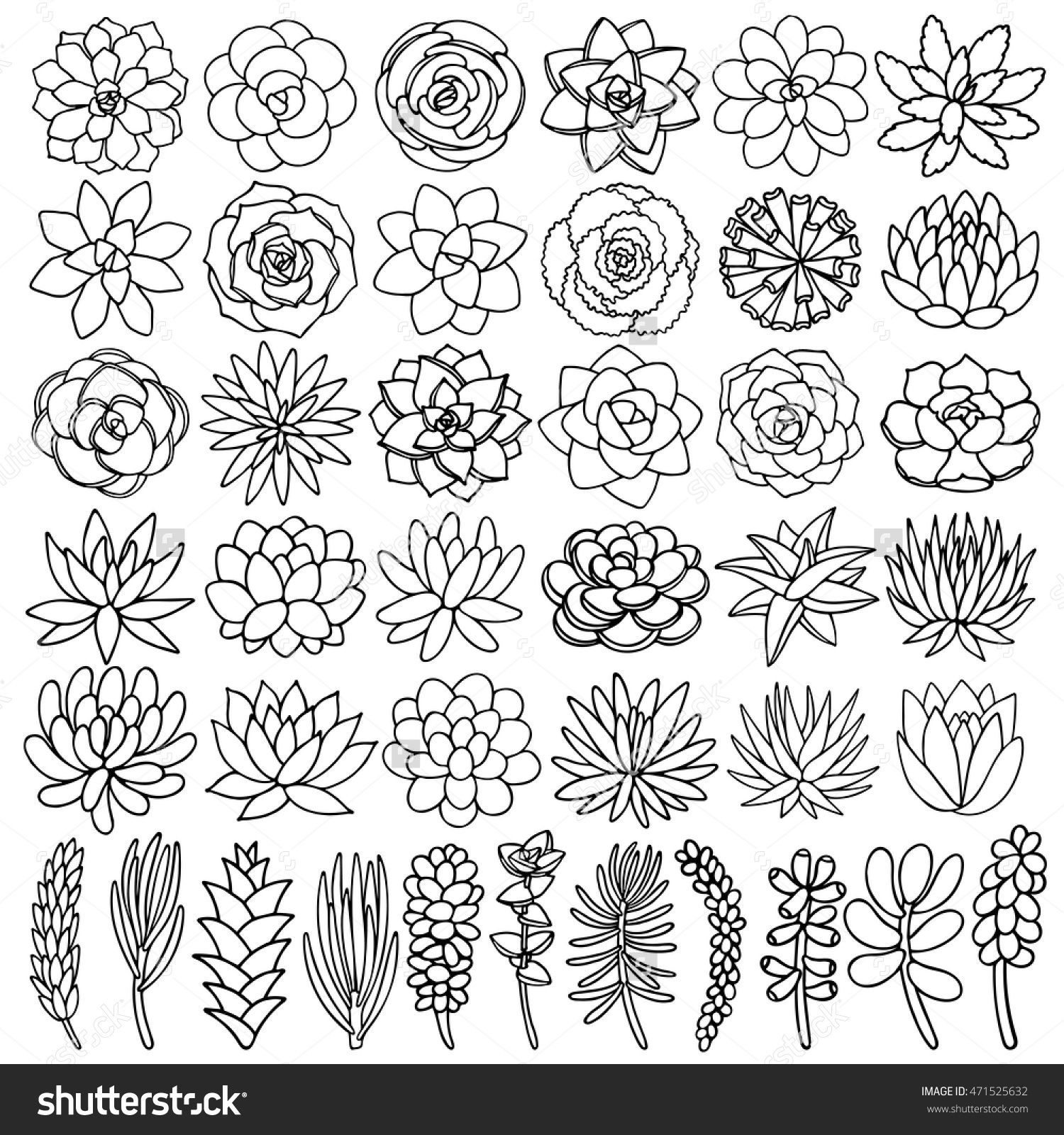 1500x1600 Hand Drawn Line Succulent Plant Isolated On White Background
