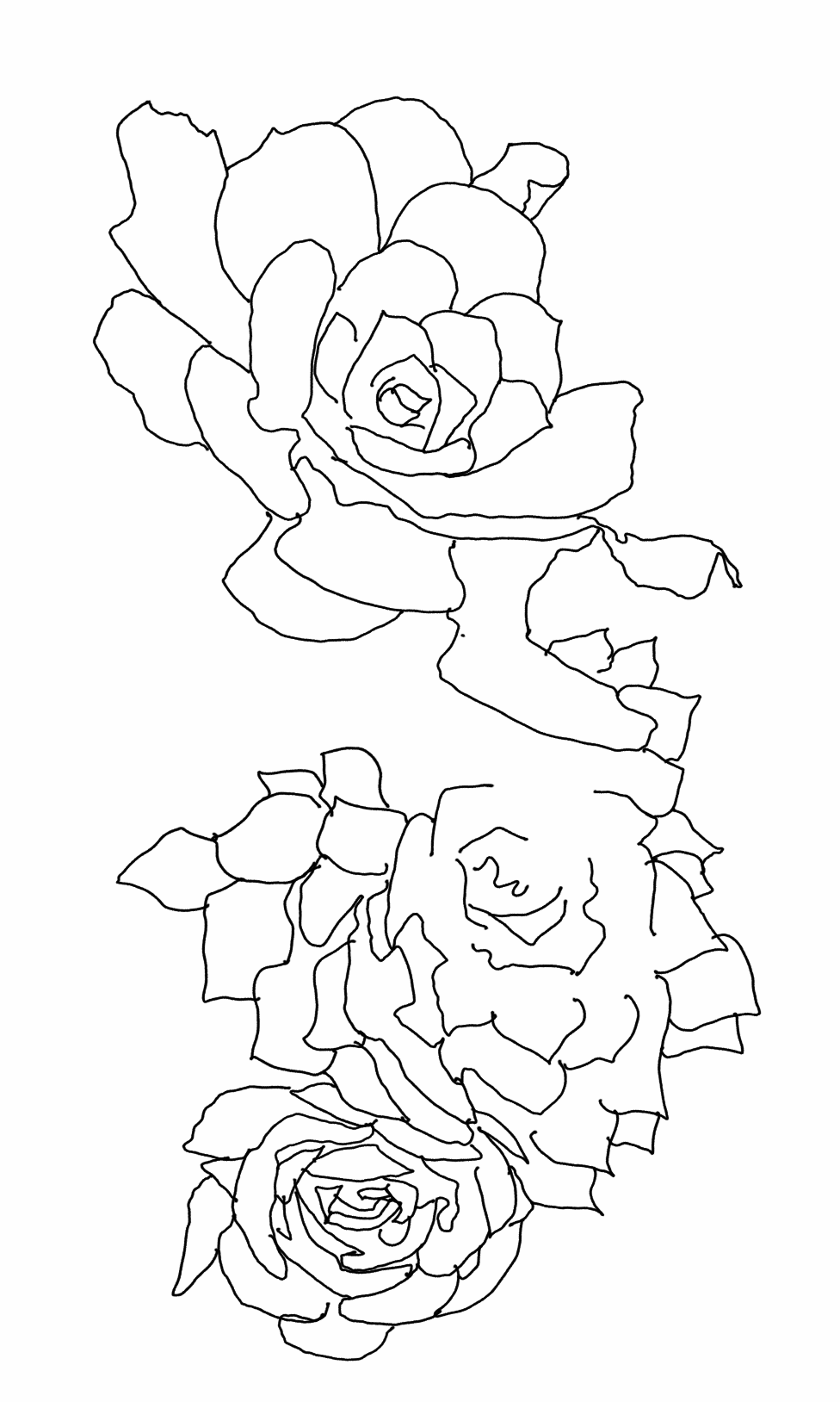 976x1628 Three Succulents Wip Drawing Penney Knightly
