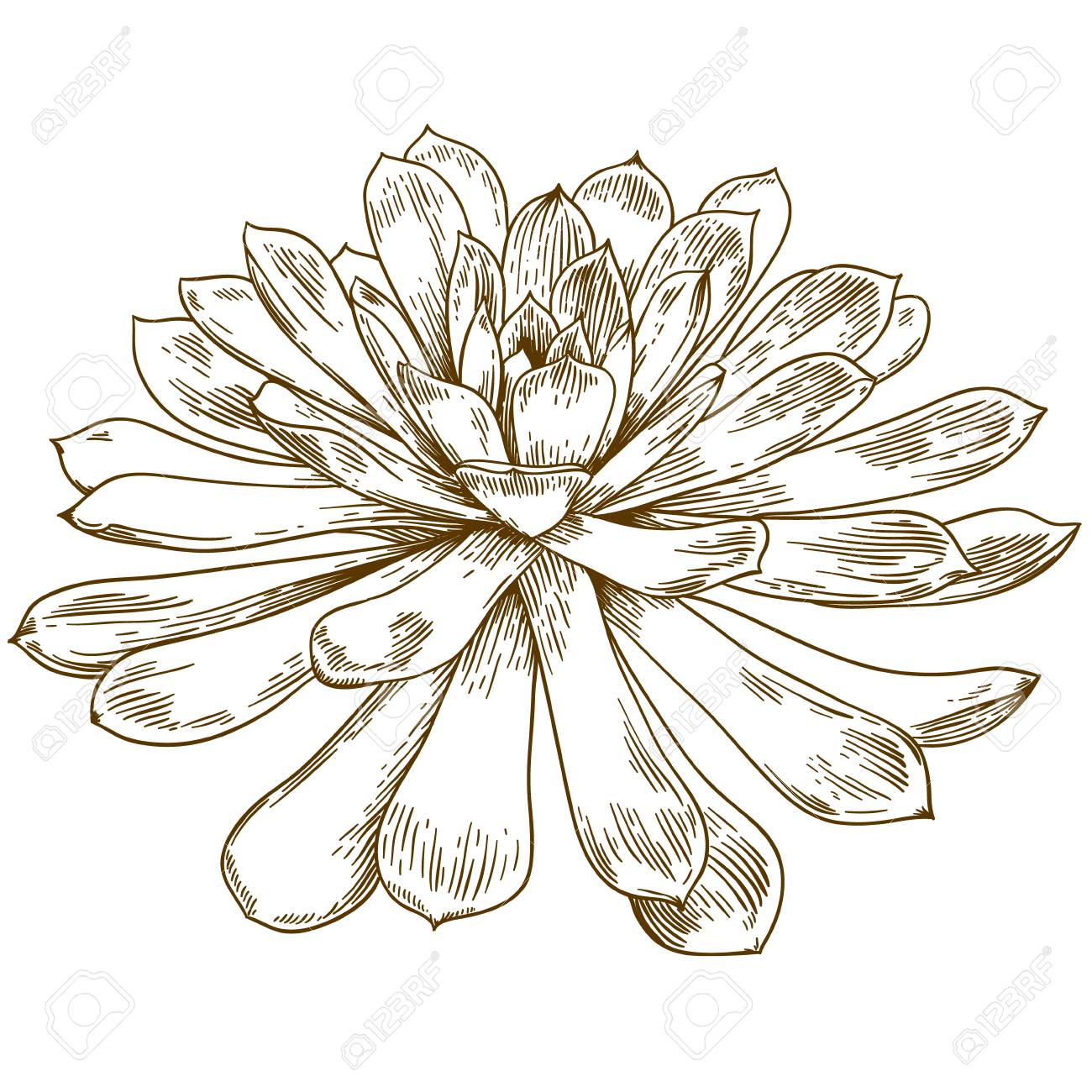 1300x1300 Vector Antique Engraving Drawing Illustration Of Succulent