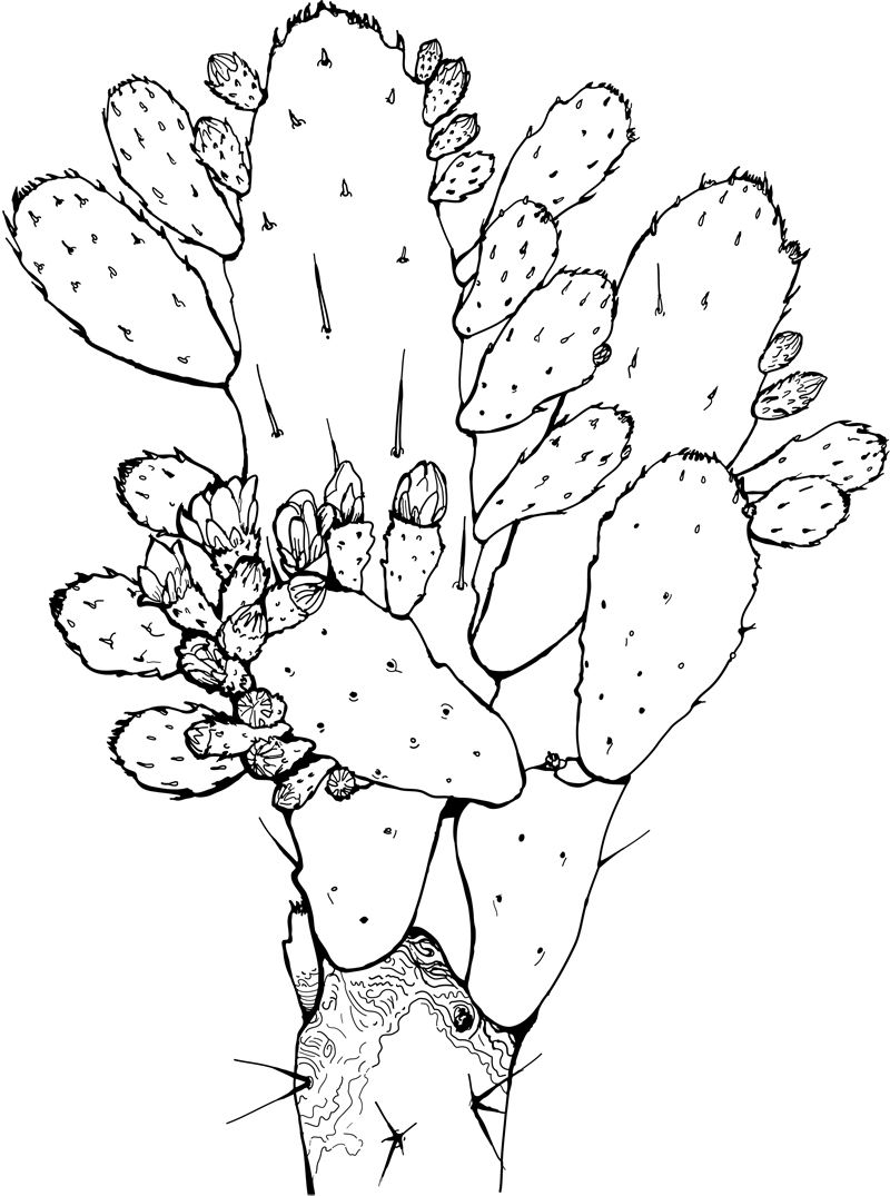 800x1075 Succulent Line Drawings
