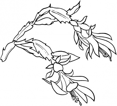 386x350 Drawing A Succulent Schlumbergera Bloom Coloring Pages