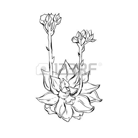 450x450 Hand Drawn Vector Graphic Ink Sketch Of Succulent Plant Isolated