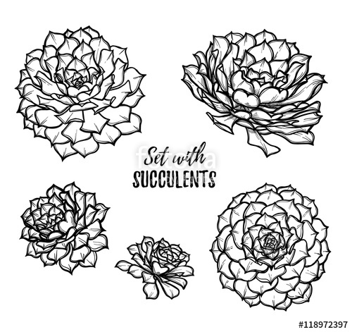500x471 Hand Drawn Vector Illustrations