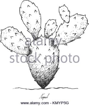 300x358 Line Art Succulent Plant On White Background Stock Vector Art