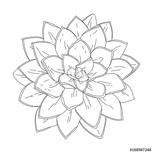 500x500 Succulent Doodle Vector Illustration Stock Image And Royalty Free
